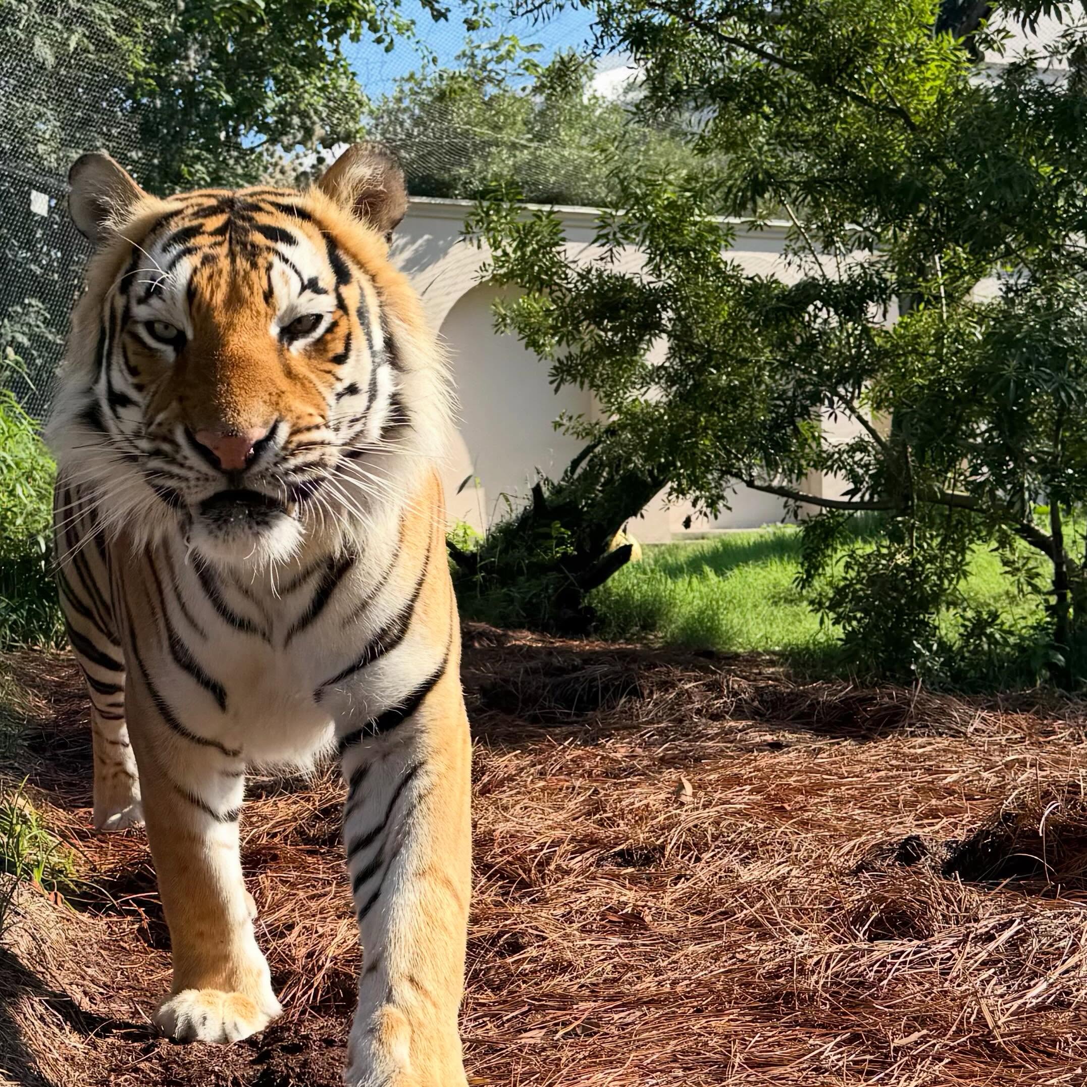 Mike the Tiger